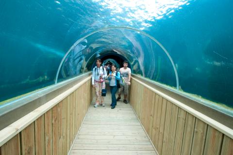 Aquarium trips with Kaplan Torquay Summer Camps